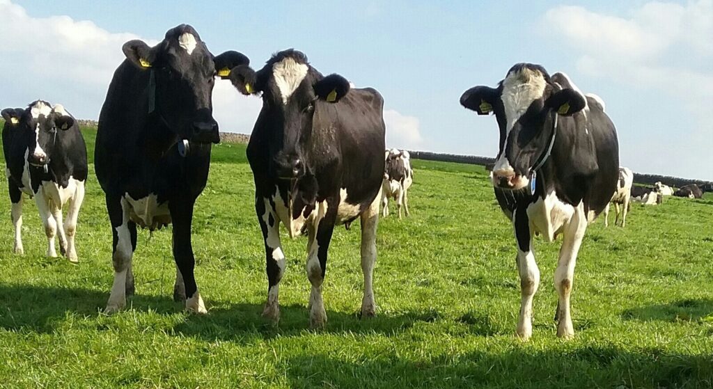 Fresh Pastures CIC